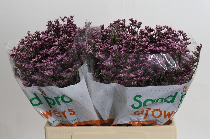 <h4>Limonium Florida Pink</h4>