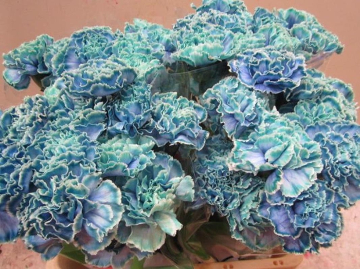 <h4>Di St G Ibiza</h4>