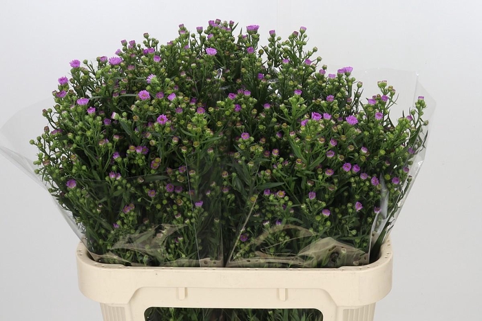 <h4>Aster Painted Lady</h4>