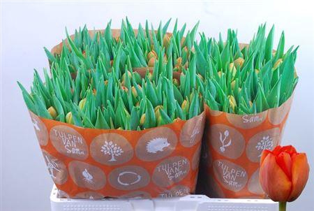 <h4>Tu Du Icoon</h4>