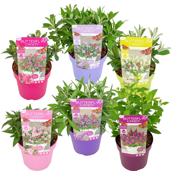 <h4>Buddleja Butterfly Candy 'Little Mix'®</h4>