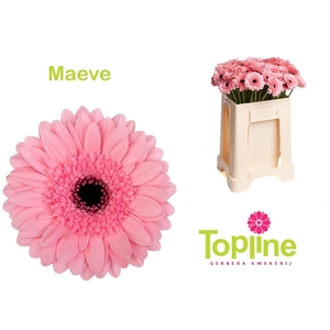 GERMINI MAEVE GE MI MAEVE
