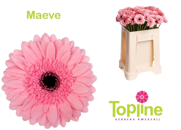 <h4>GERMINI MAEVE GE MI MAEVE</h4>