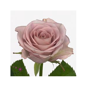Rosa large memory lane