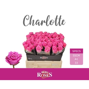R GR CHARLOTTE