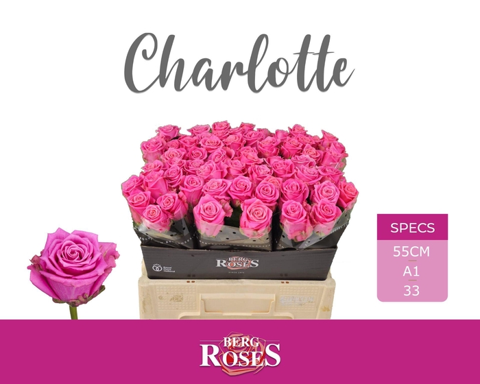 <h4>R GR CHARLOTTE</h4>