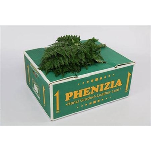 Leatherleaf Medium (spain)