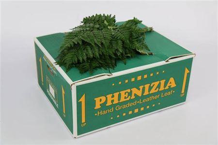 <h4>Leatherleaf Medium (spain)</h4>