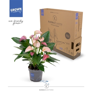 Anthurium - KARMA Joli DUO | 12cm | PLASTIC FREE