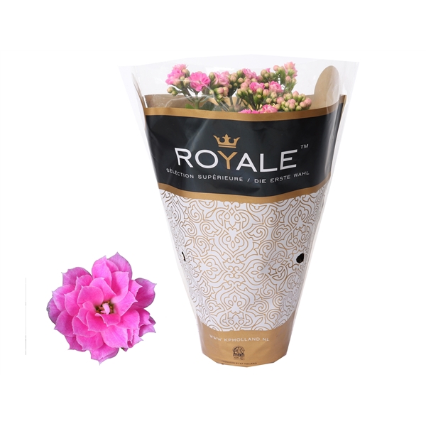 <h4>Kalanchoe Rosalina 12cm Royale Nando roze</h4>