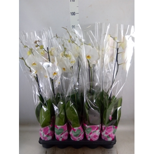 Phalaenopsis   ...white