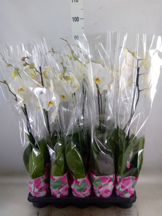 <h4>Phalaenopsis   ...white</h4>