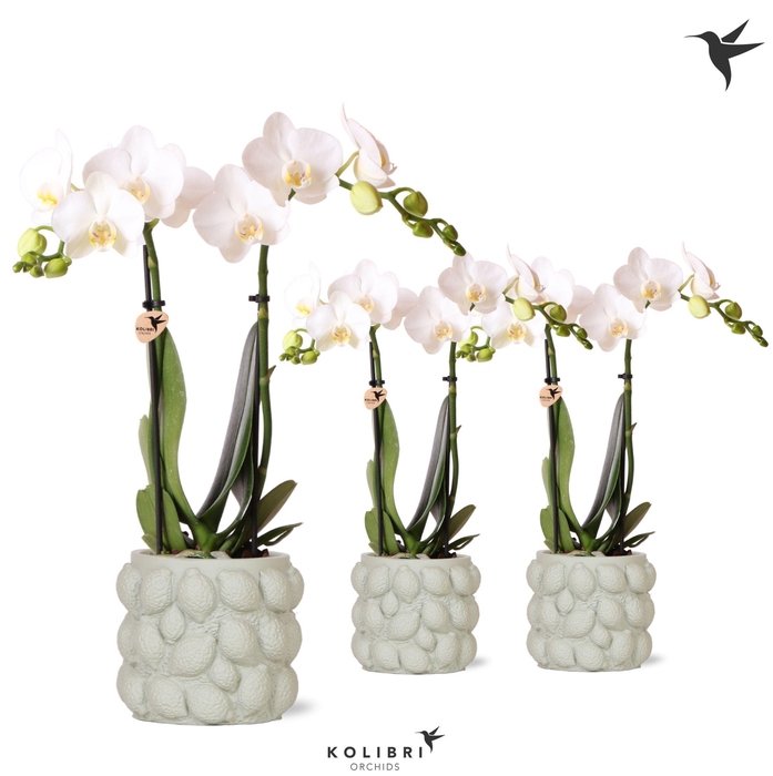 <h4>Kolibri Orchids Phalaenopsis white 2 spike in Citrus pot green</h4>