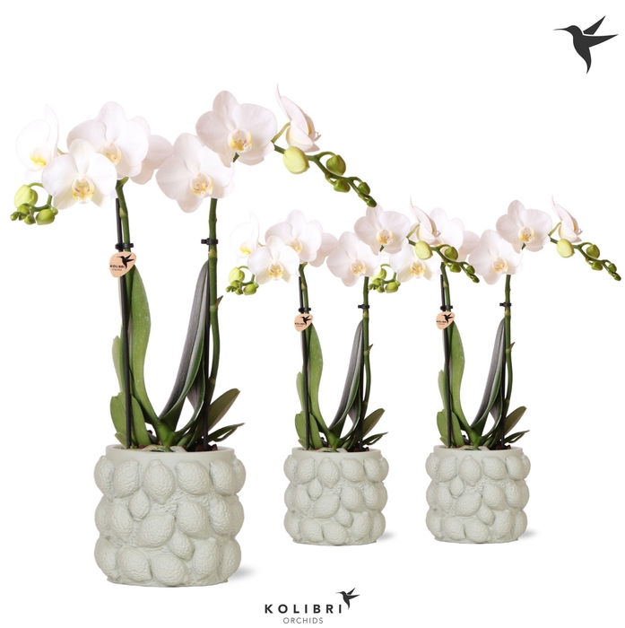 <h4>Kolibri Orchids Phalaenopsis white 2 spike in Citrus pot green</h4>