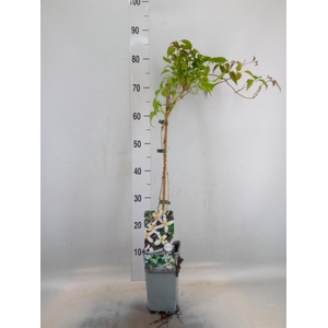 Clematis montana var. wilsonii