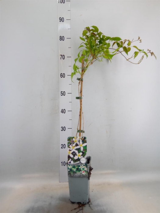 <h4>Clematis montana var. wilsonii</h4>