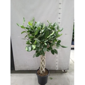 Ficus benghalensis 'Audrey'