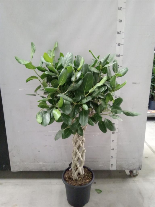 <h4>Ficus benghalensis 'Audrey'</h4>