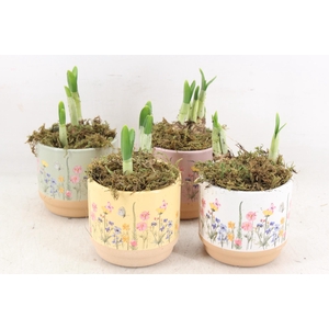 arr4 Narcis FL - Keramiek blooming kl. x12