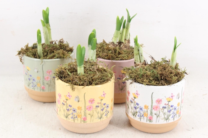 <h4>arr4 Narcis FL - Keramiek blooming kl. x12</h4>