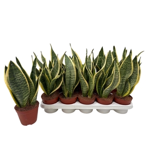 Sansev Futura Superb