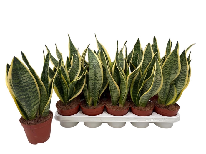 <h4>Sansev Futura Superb</h4>