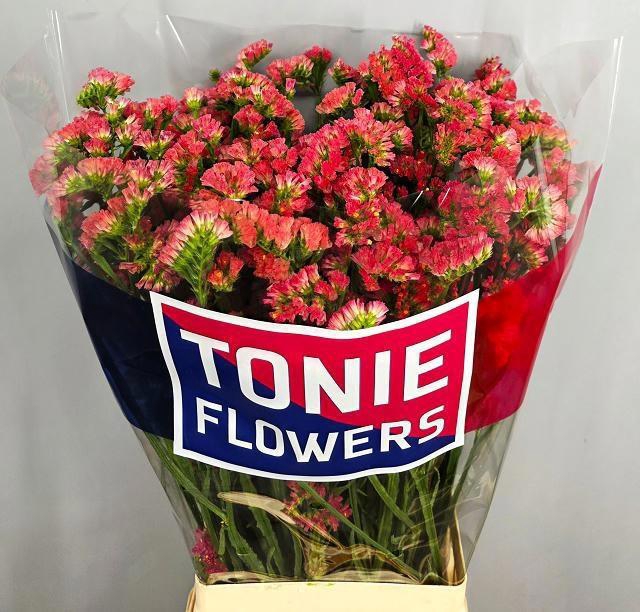 <h4>LIM S ROYAL ORANGE</h4>