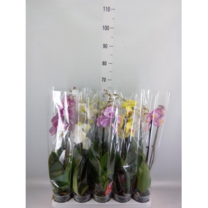 Phalaenopsis   ...mix