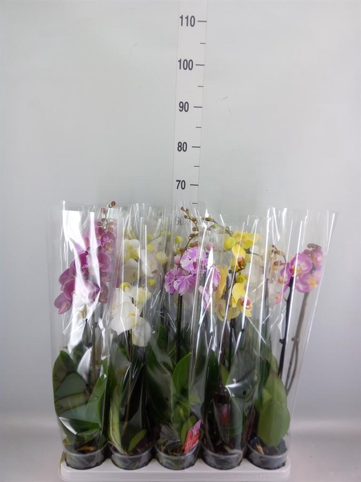 <h4>Phalaenopsis   ...mix</h4>