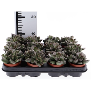 Adromischus cooperii