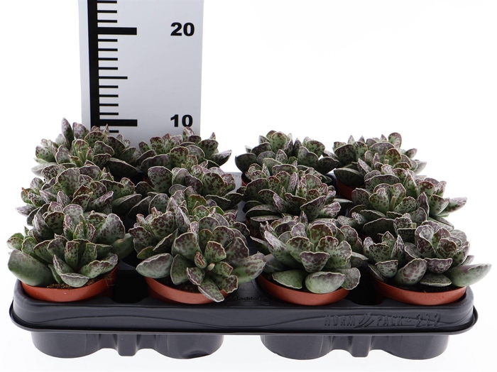 <h4>Adromischus cooperii</h4>