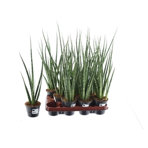 SANSEV CYLINDRICA OV