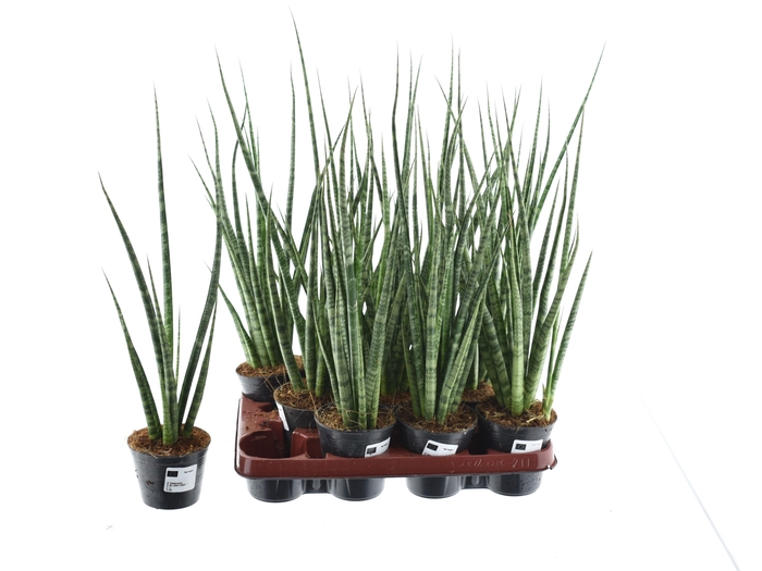 <h4>SANSEV CYLINDRICA OV</h4>