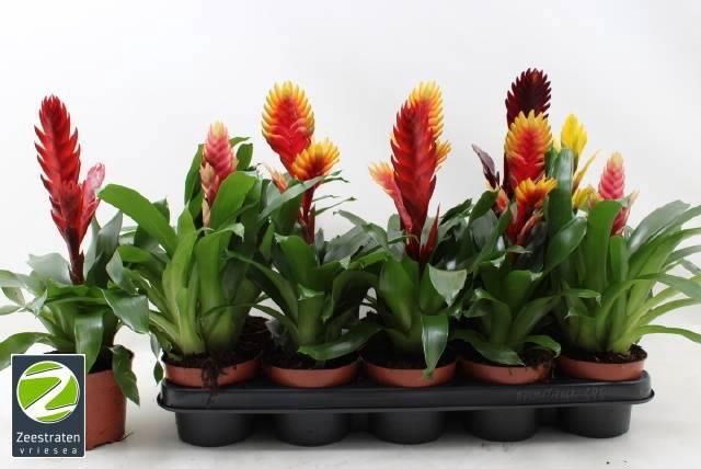 <h4>VRIES GEM 5 SRT</h4>