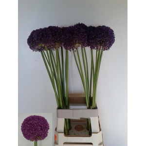 ALLIUM AMBASSADOR