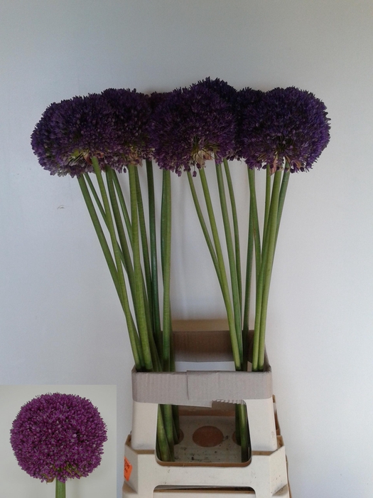 <h4>ALLIUM AMBASSADOR</h4>