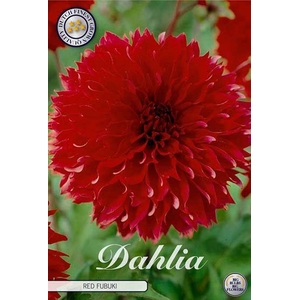 Dahlia Fubuki Red x1