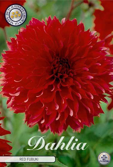 <h4>Dahlia Fubuki Red x1</h4>