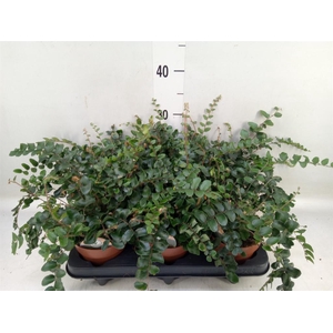 Pellaea rotundifolia