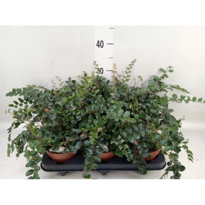 <h4>Pellaea rotundifolia</h4>