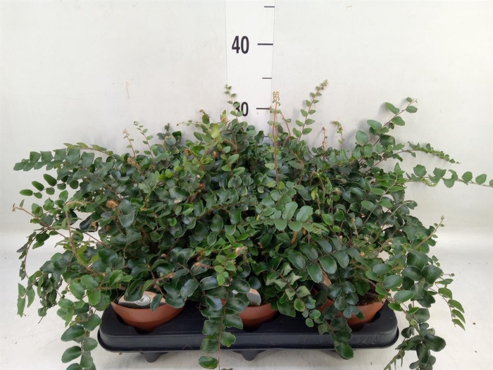 <h4>Pellaea rotundifolia</h4>