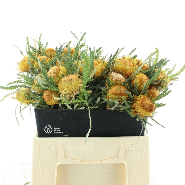 <h4>Banksia Dryandra Formosa</h4>