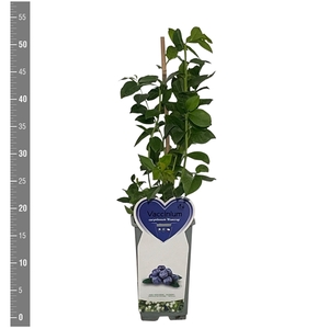 Kleinfruit Vaccinium c. Bluecrop 2 liter (blauwe bes)