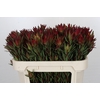 Leucadendron Blush Spray