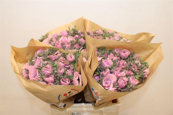 <h4>Anem Marianne Powder Pink</h4>