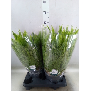 Nephrolepis exal. 'Green Lady'