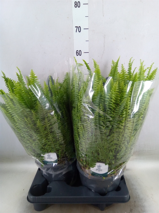 <h4>Nephrolepis exal. 'Green Lady'</h4>