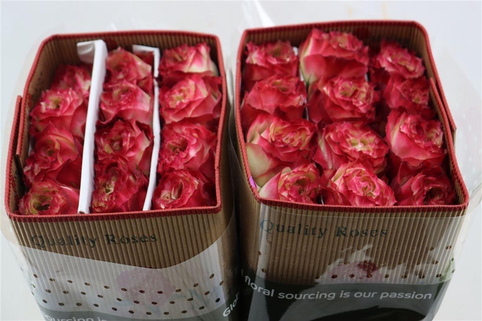 <h4>R Gr Apple Jack</h4>