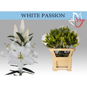 LI OR WHITE PASSION