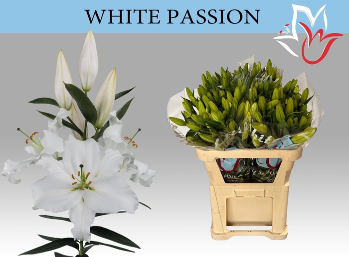 <h4>LI OR WHITE PASSION</h4>